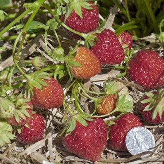 Mara Des Bois Strawberry Plants